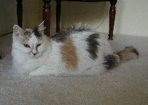 Callie, sweet Callie