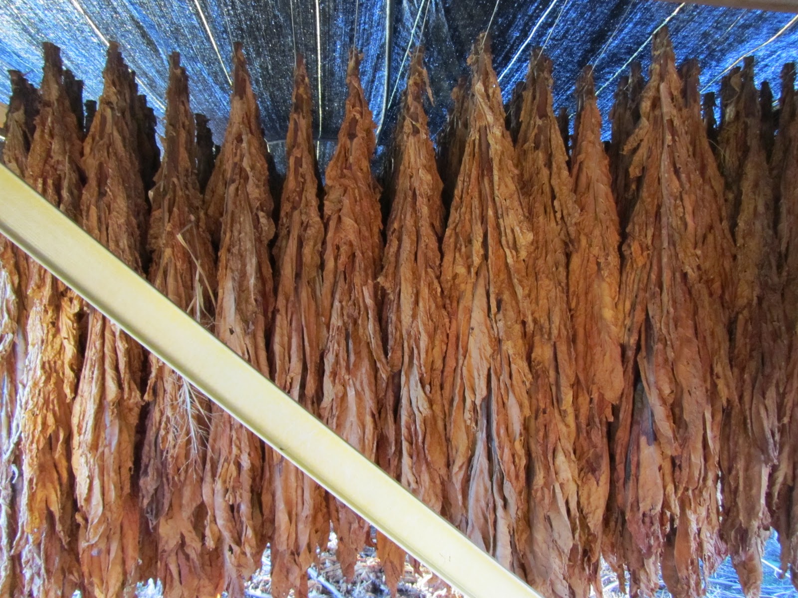 I AM Farming Tobacco Growing Life