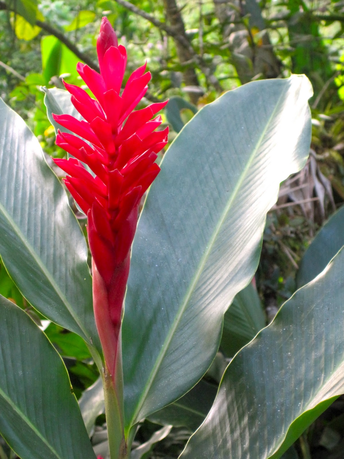 JOURNEY INTO ELDERHOOD Rain Forest Flowers JOURNEY INTO ELDERHOOD Rain Forest Flowers