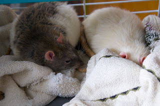 Rat in english picture