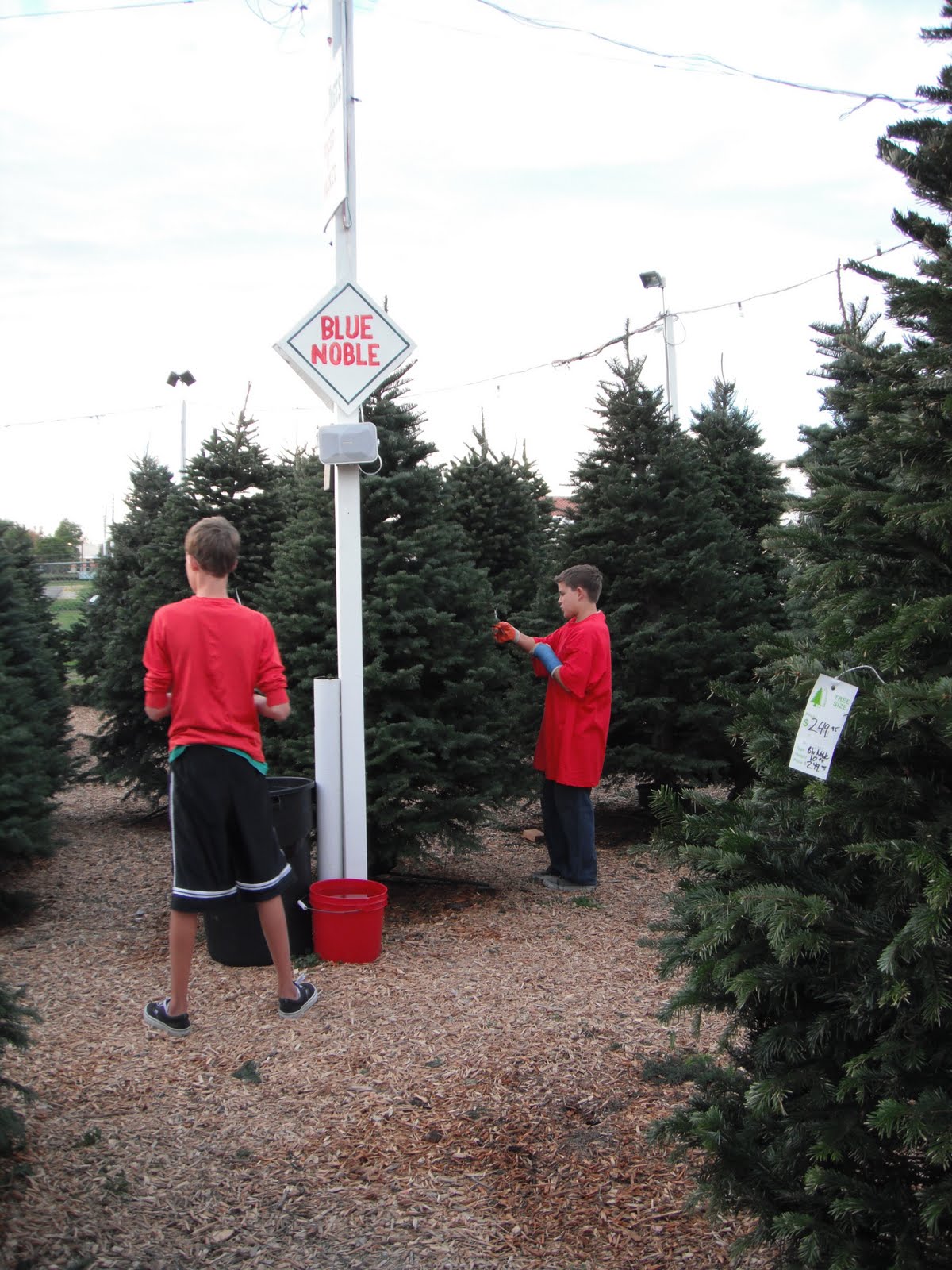 The Beck Family Boy Scout Christmas Tree Lot