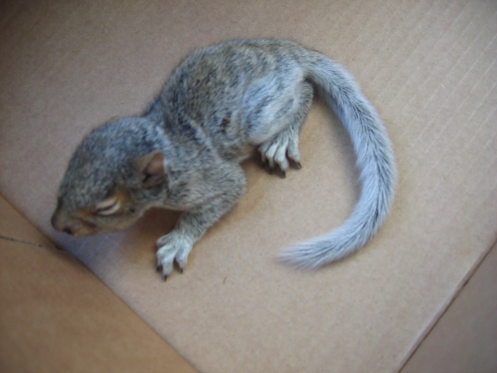 on the verge of snapping Baby Squirrels and Mean Crows