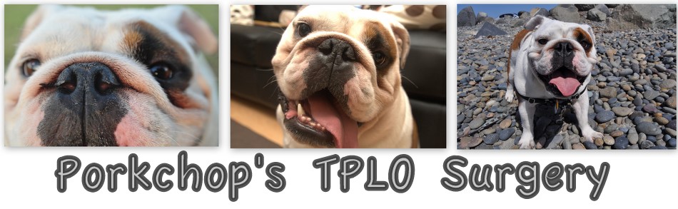 Porkchop's TPLO Surgery