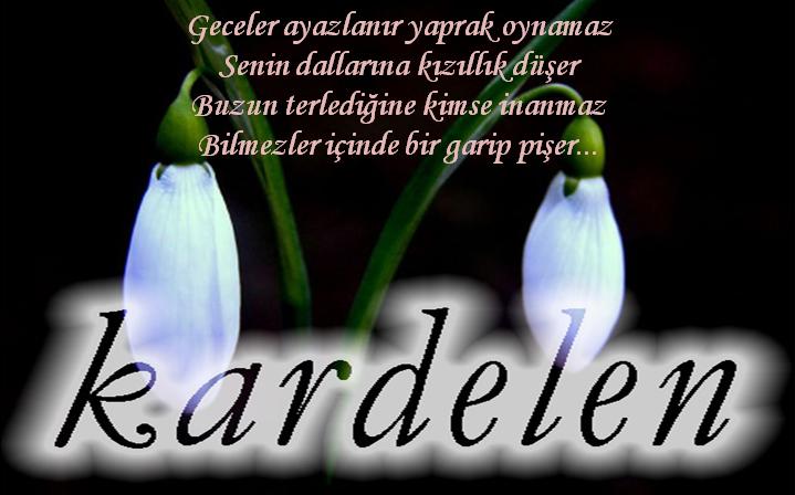 kardelen0.JPG