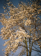 Magnolia, Cugir