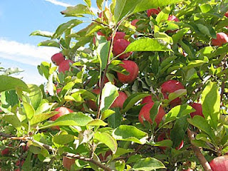 gala apples on the tree at Country Mill Orchards