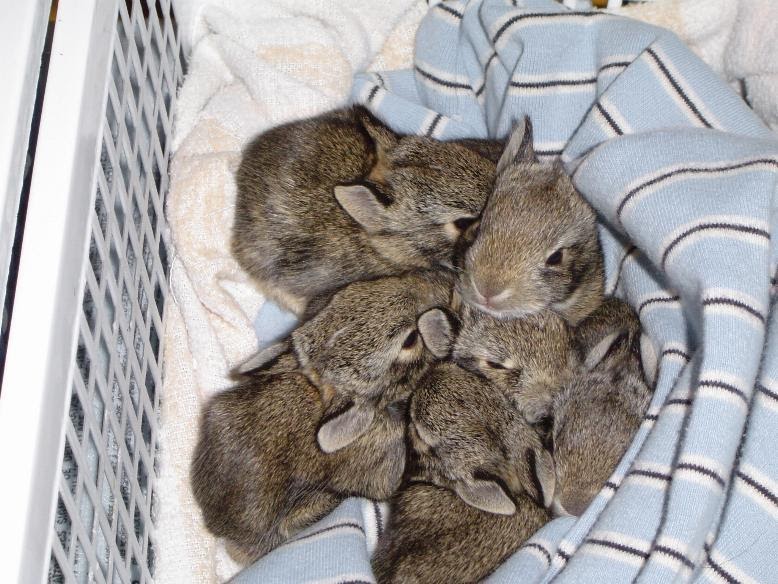 Rabbit talk how many babies can a rabbit have