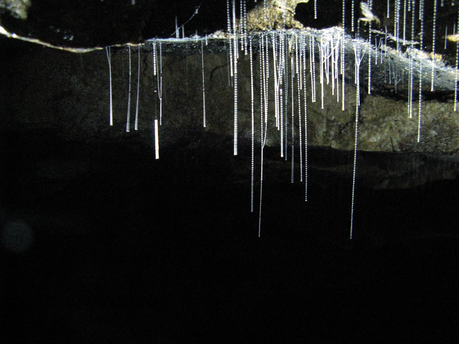 The Aries Experiment: New Zealand Part 3: Glow Worms (Parts 2 and 1