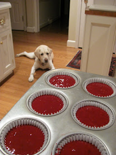 A dog looking at a pan of unbaked red velvet cupcakes in a tin