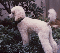 Wally at about 3-4 months old