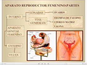aparato reproductor femenino y sus partes definidas