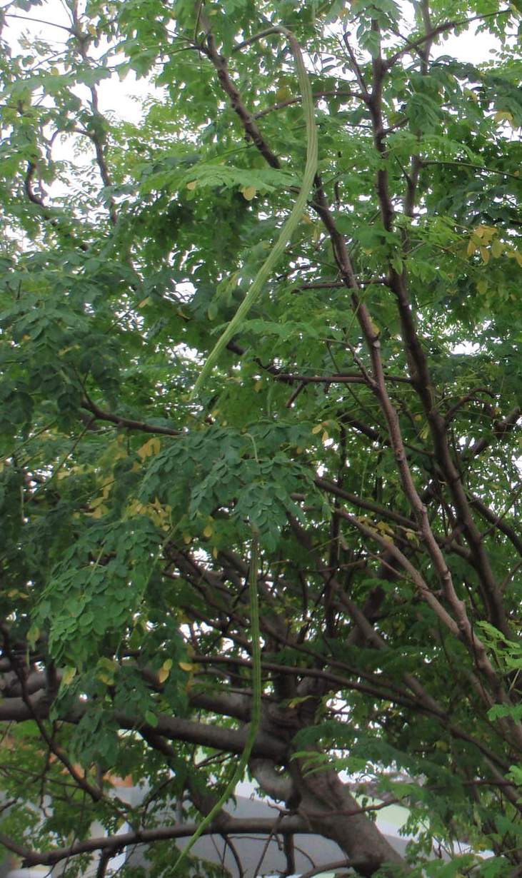 Xing Fu DRUMSTICK TREE