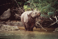 Rhinoceros Sondaicus, Badak cula 1