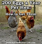 How to get 200 eggs a year!