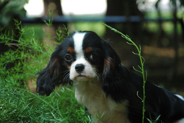 Madaan's Cavalier Puppies: Spring Time Cavalier King Charles Puppies!