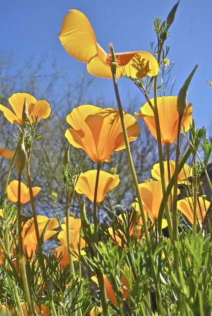 MBZ Metalsmithing artist : January 2011