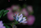 Bliss: Photography