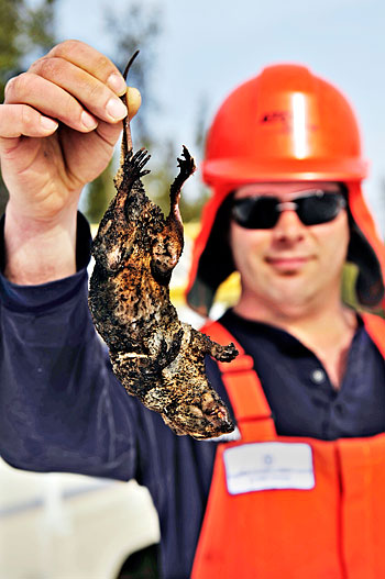 [frontpagefriedsquirrel.jpg]