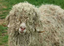 Woolen Curls
