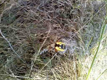A Spider named Dandelion