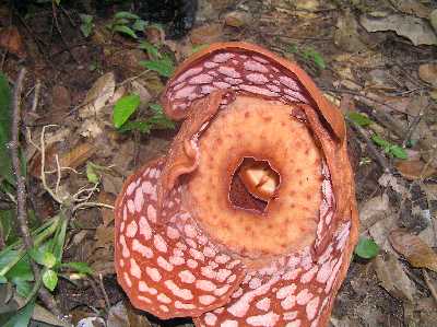 taman rafflesia gerik