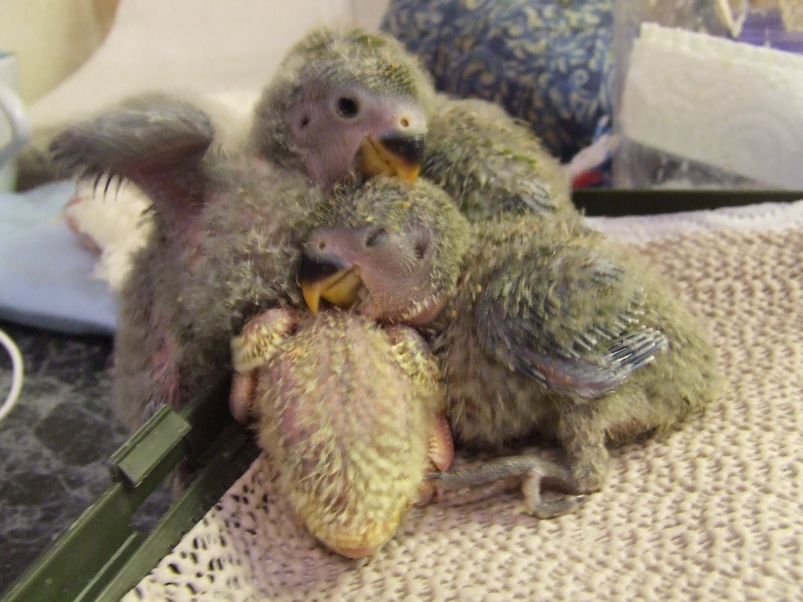 Heartsong Aviary Baby Lovebirds Ready for Forever Homes