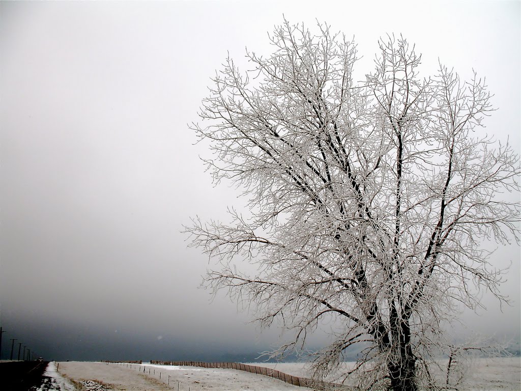[Tree+in+winter+by+TVguy.jpg]
