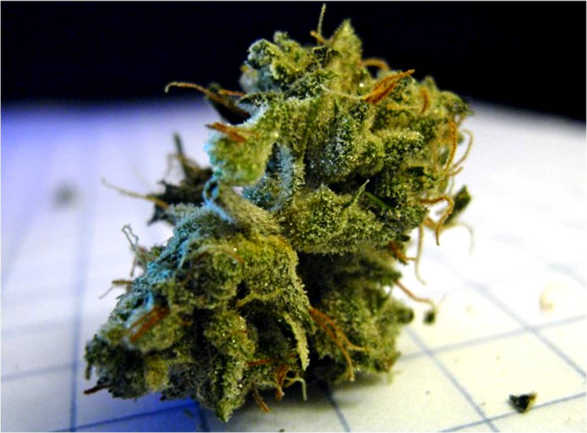 Weed colorado future van science wired morrison gary getty Wall-B's Music Blog: That Good part 1
