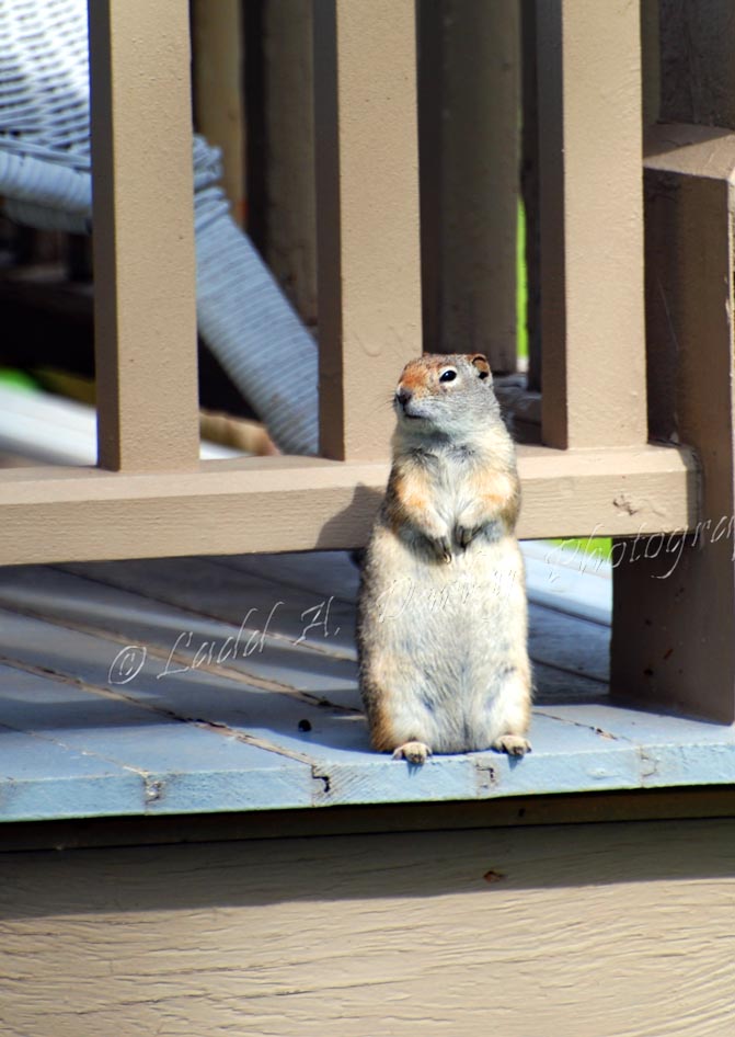High Altitude Fly Fishing Yellowstone and Blacksmith Fork Canyon