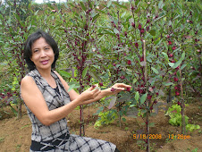 Kebun Sedap Alami di desa Sukagalih Mega Mendung Cisarua