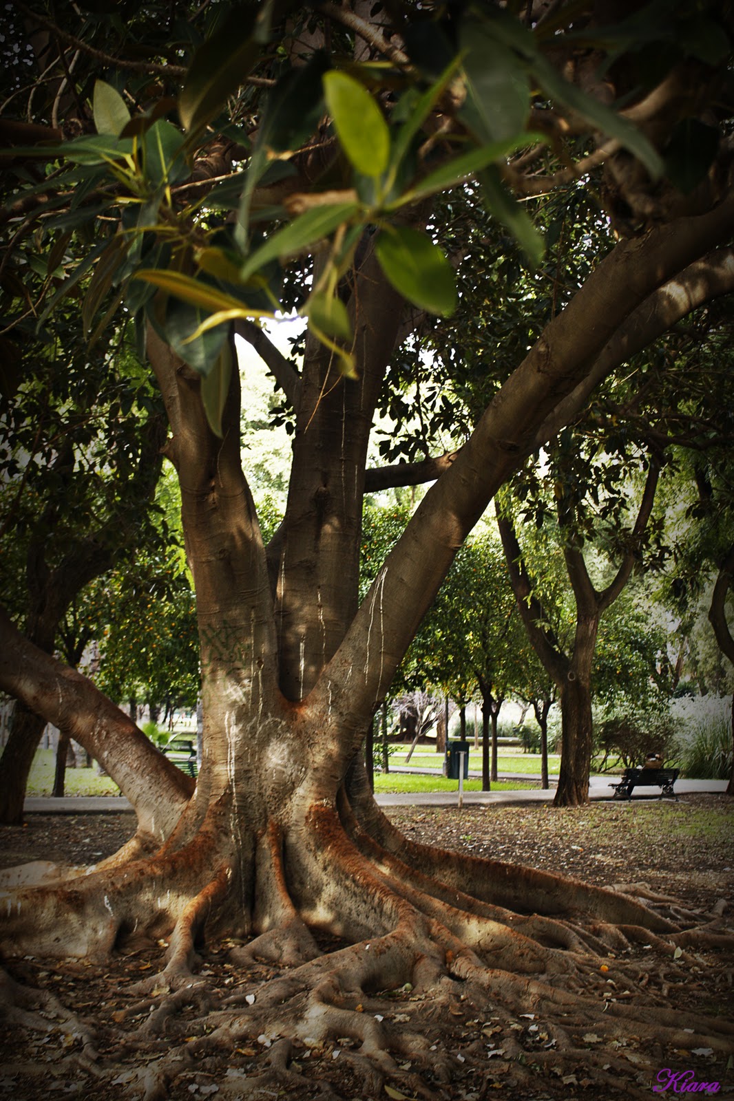 Parque de los Príncipes Fotos Kiara