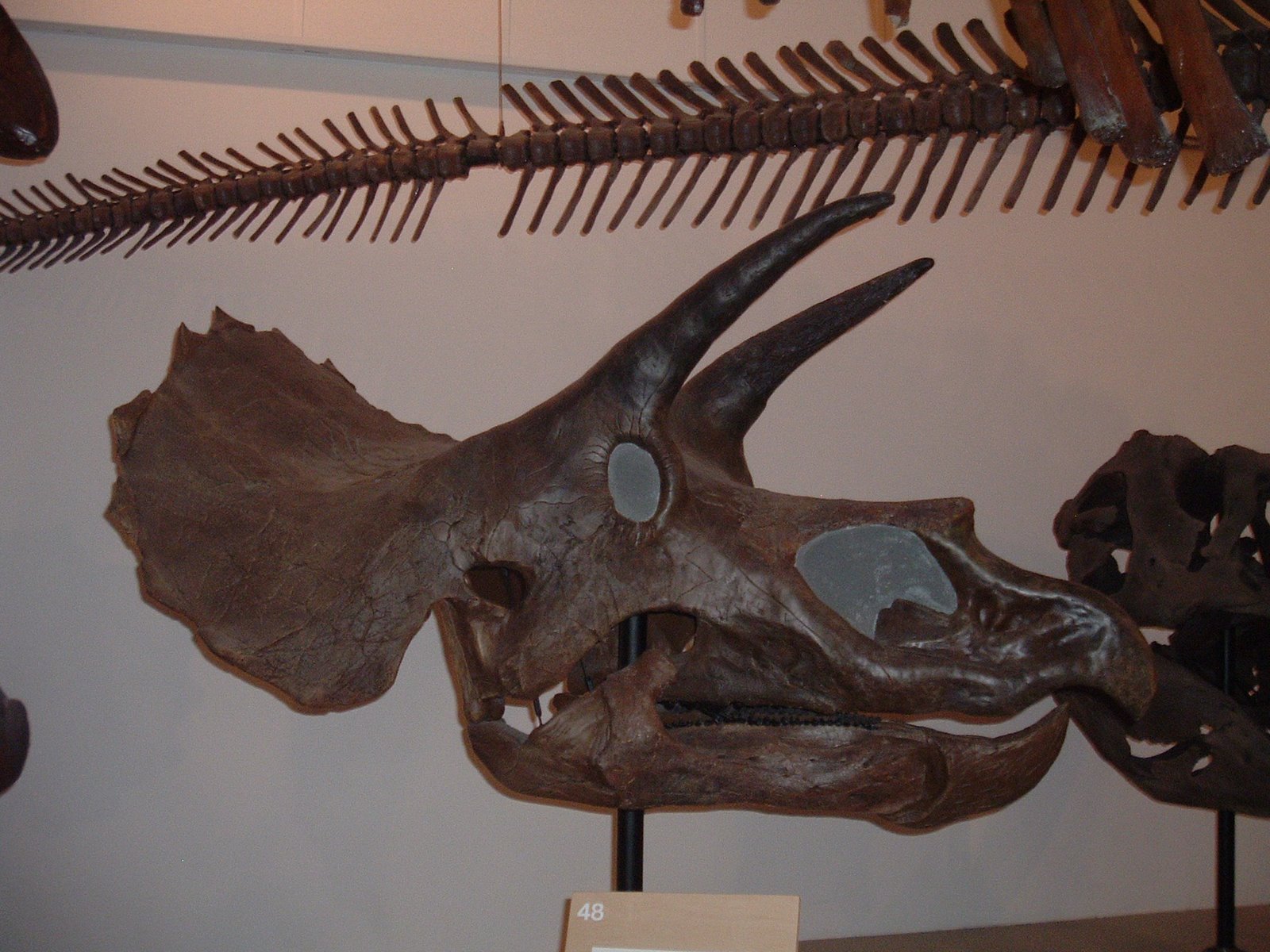 [Triceratops.JPG]