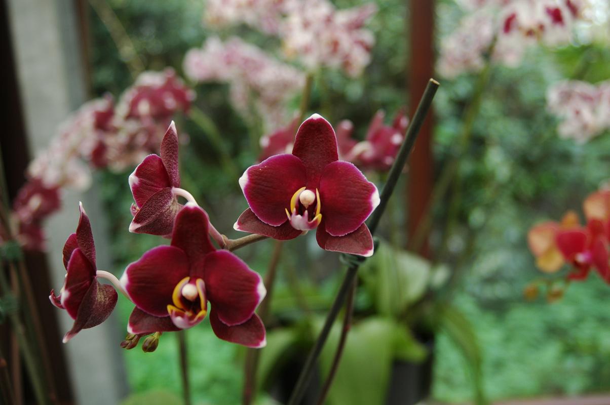 Фаленопсис амстердам