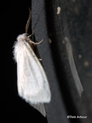 The Ohio Nature Blog: More Moths- And a New Avatar