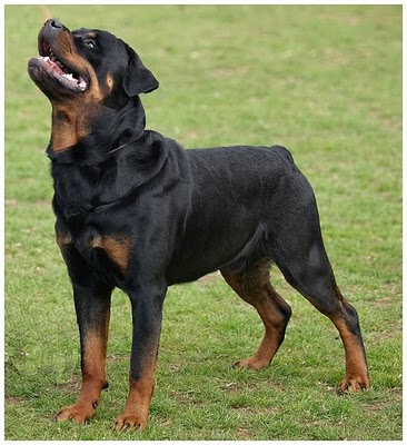 WORLD MISTERY: Top 10 Most Dangerous Dog Breeds