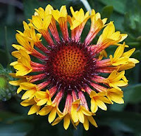 gaillardia fanfare blanket flower changing customer way re sun