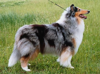 Collie Long Haired Dog ~ Popular Dog Breeds