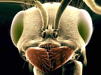 Ant Insect Desktop Wallpaper