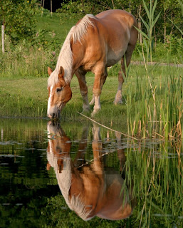 Goede Dierenlevens: Paarden herkennen gezichten op foto's NY-29