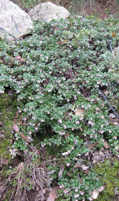Winter Blooms In The Rainy Day Garden