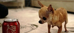 Small Dogs Go To Heaven Too