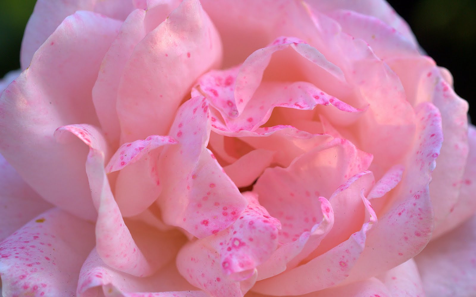 las flores: La rosa rosada