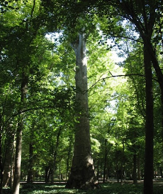 Tall+London+Plane+tree.JPG