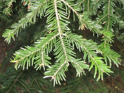 European silver fir branch