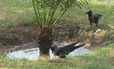 Crows Beating Heat (44 C) at N. Park