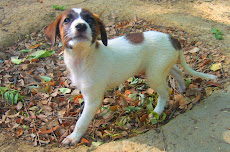 Puppy posing for a snap