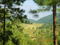 Exotic Pine Valley