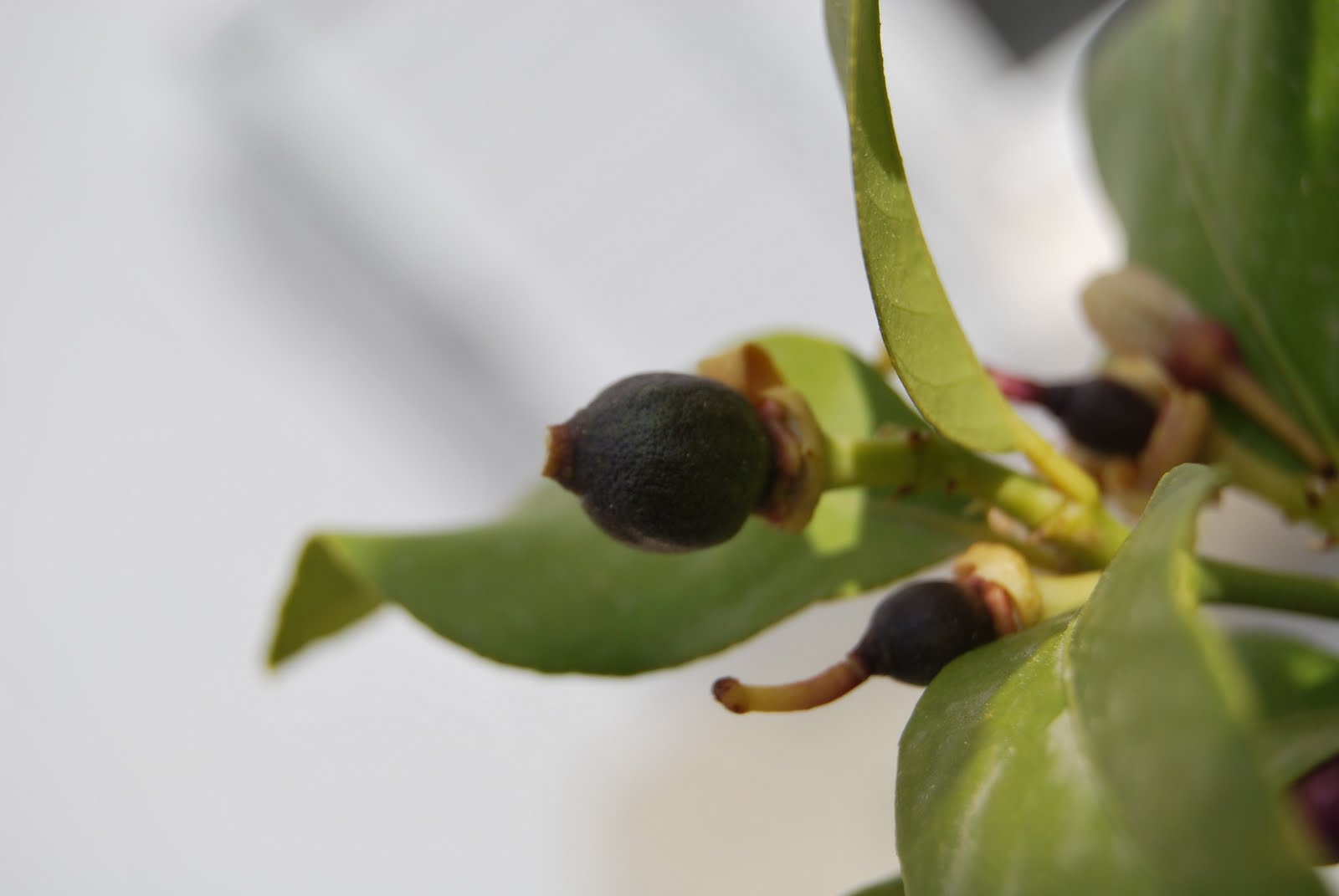 Nature Digital Lemon tree blooming. Λεμονανθοί.