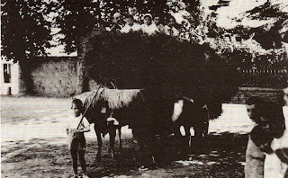 Miguel Delibes, segundo por la izquierda sobre el carro junto a su padre, con sus hermanos y primos, en Molledo (Valle de Iguña) en 1923 - Publicada por el Diario Montañés (13-03-2010)