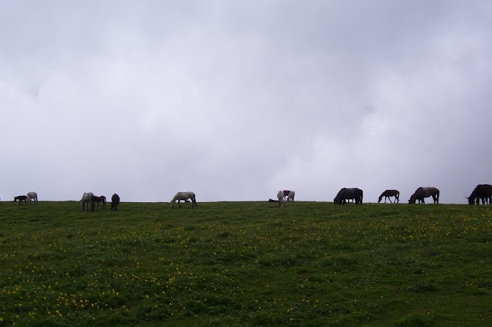 Roopkund trek: Horses grazing